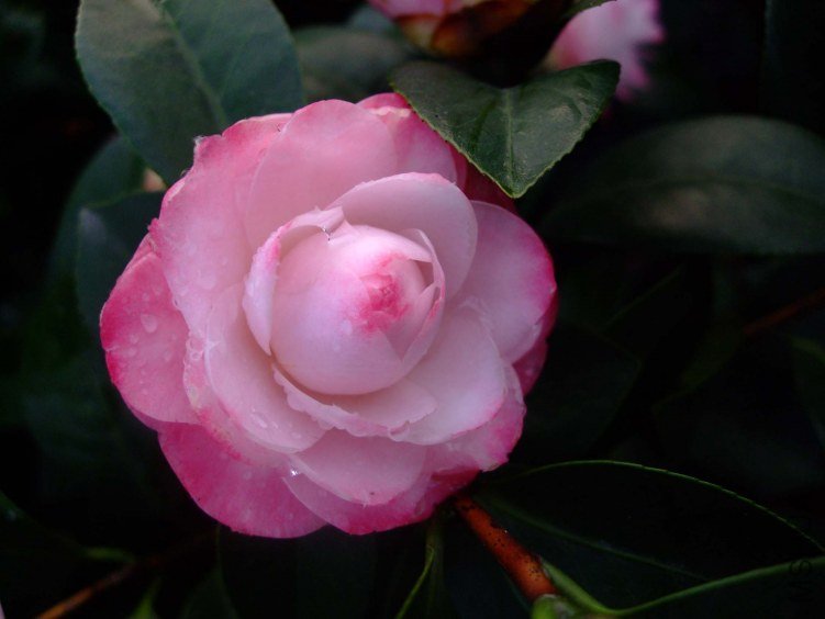 ������ 2012-4-11f 015.jpg