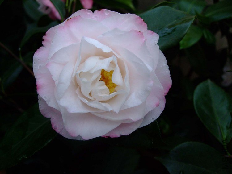 ʥ�� 2012-4-11f 053.jpg