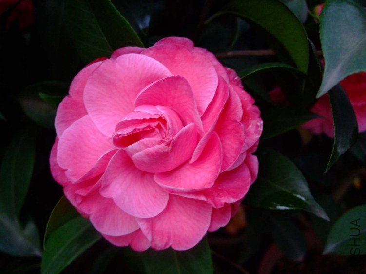 ţ���µ�ʯ 2012-4-11f 046.jpg