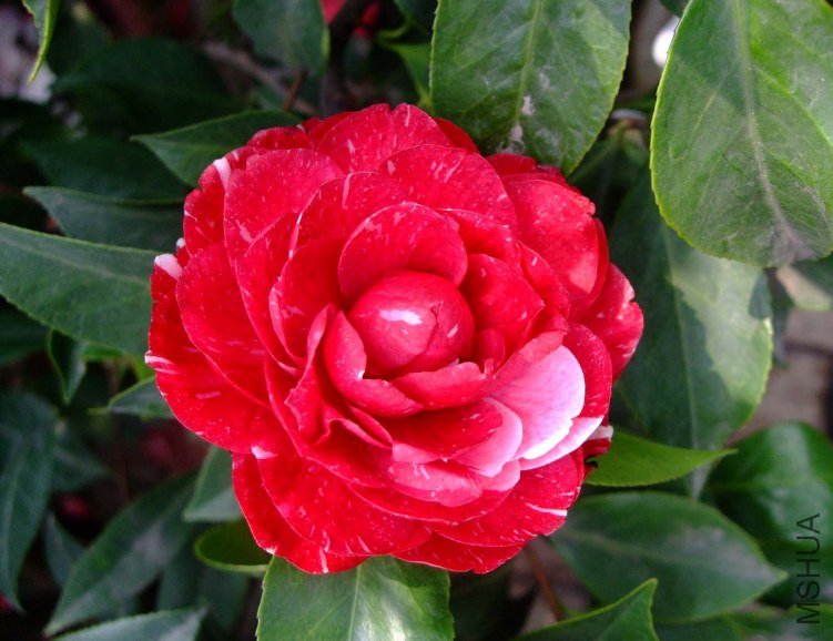 ԧ���� 2012-4-11f 146.jpg