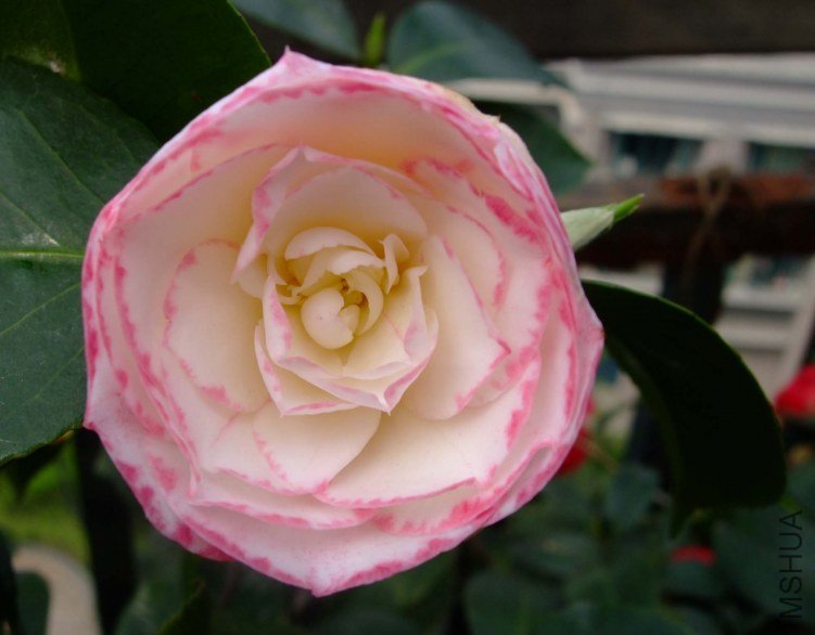 խ�ʴ� 2012-4-11f 160.jpg
