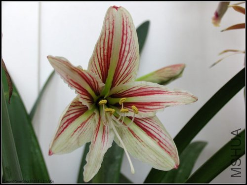 H.vittatum(���ף�.jpg