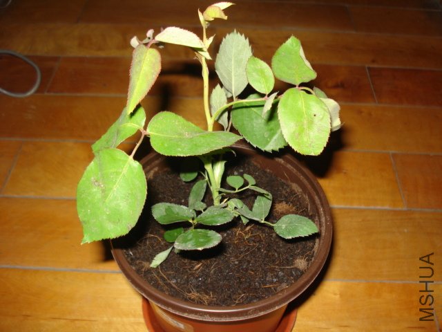 DSC00800.JPG