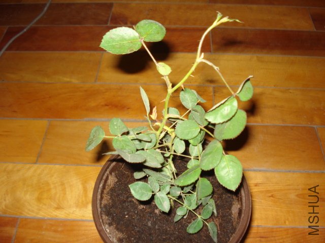 DSC00803.JPG
