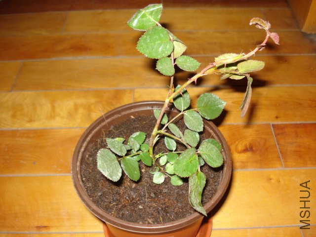 DSC00804.JPG