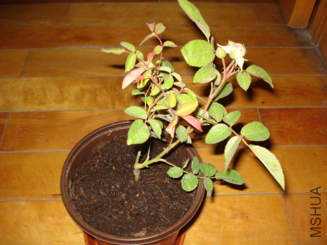 DSC00805.JPG