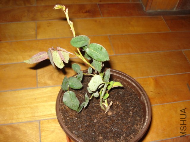 DSC00807.JPG