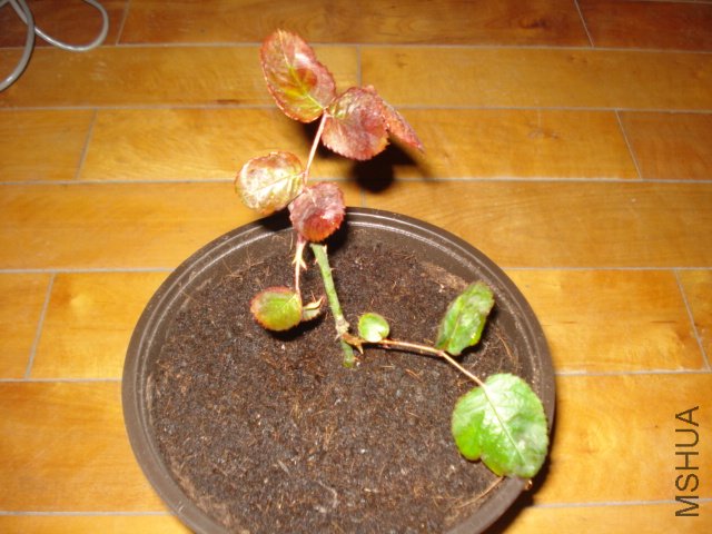 DSC00808.JPG