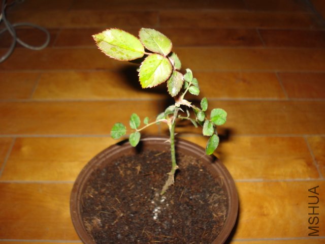 DSC00809.JPG