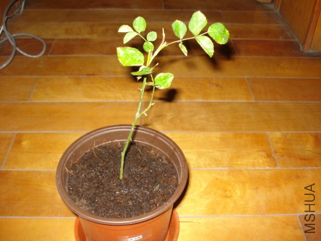 DSC00811.JPG
