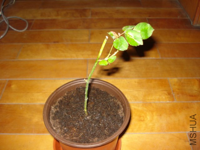DSC00815.JPG