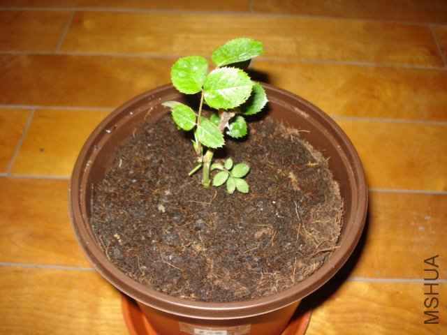 DSC00816.JPG