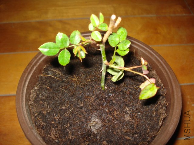 DSC00817.JPG