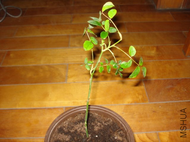DSC00818.JPG