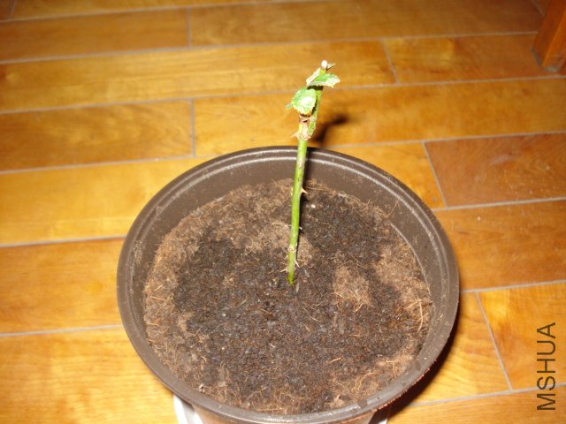 DSC00820.JPG