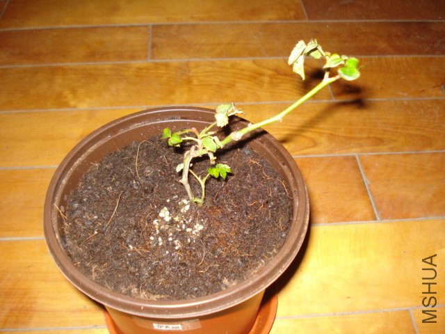 DSC00822.JPG