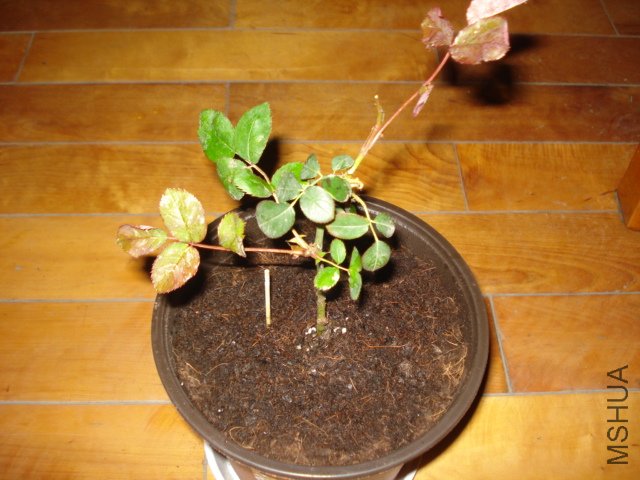 DSC00823.JPG