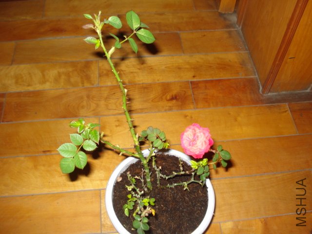 ��֩�룬��̷�
