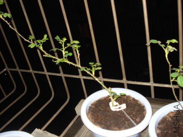 �ҹ���