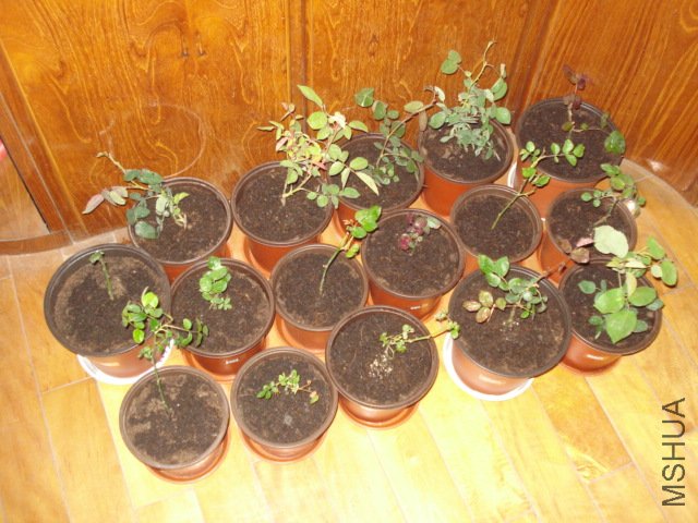DSC00845.JPG