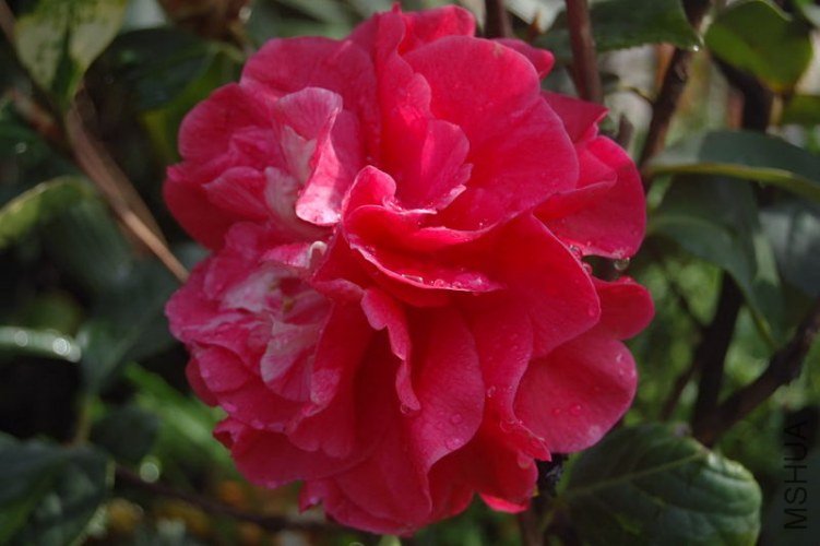 DSC_00310031.JPG