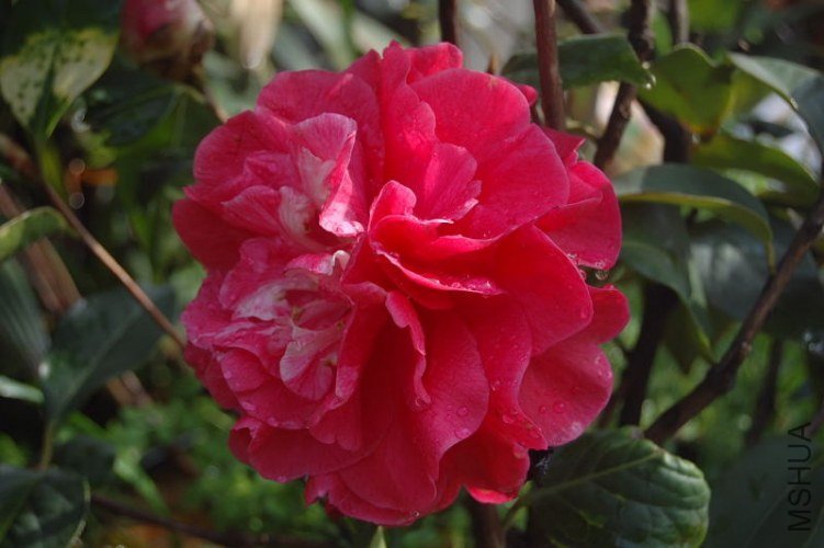 DSC_00320032.JPG