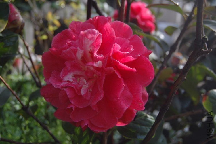 DSC_00250025.JPG