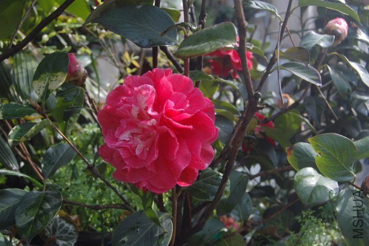 DSC_00260026.JPG