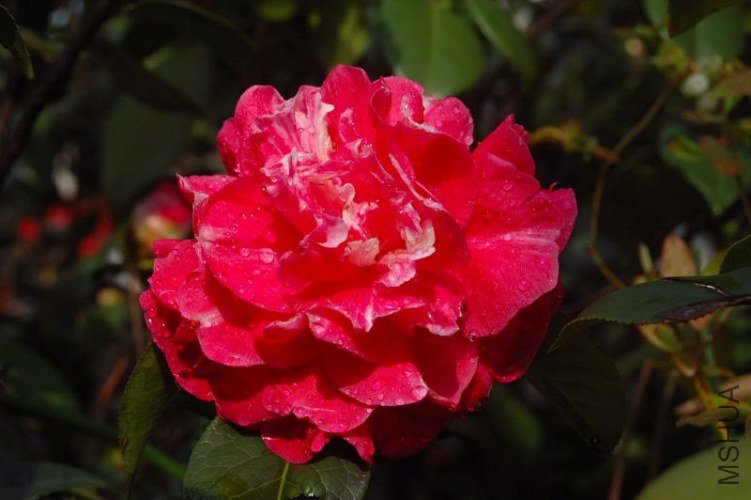 DSC_00300030.JPG