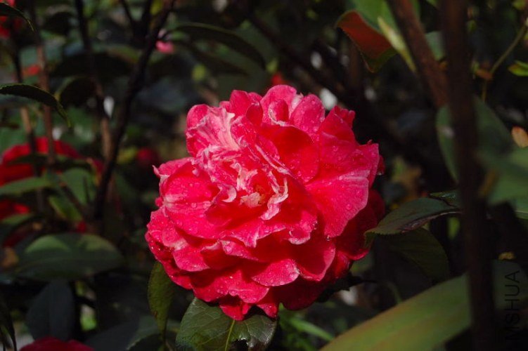 DSC_00280028.JPG