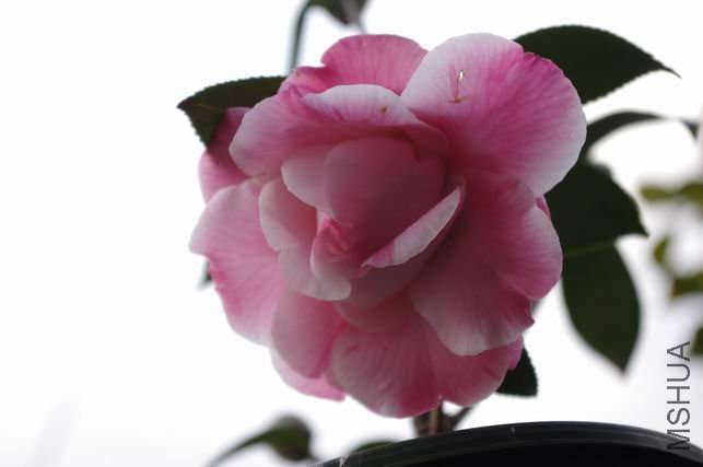 ������С IMGP0388.JPG