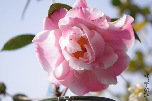 ������С IMGP0392.JPG