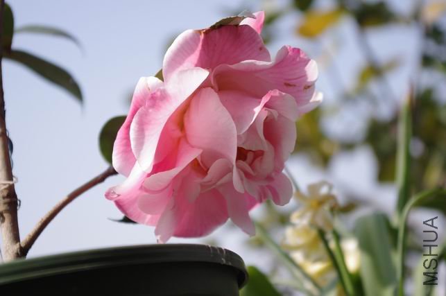 ������С IMGP0395.JPG