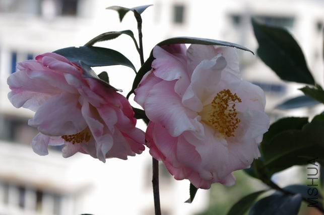 ������С IMGP0469.JPG