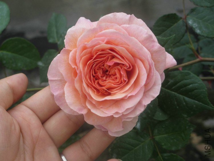 ��Ƭ 054.jpg