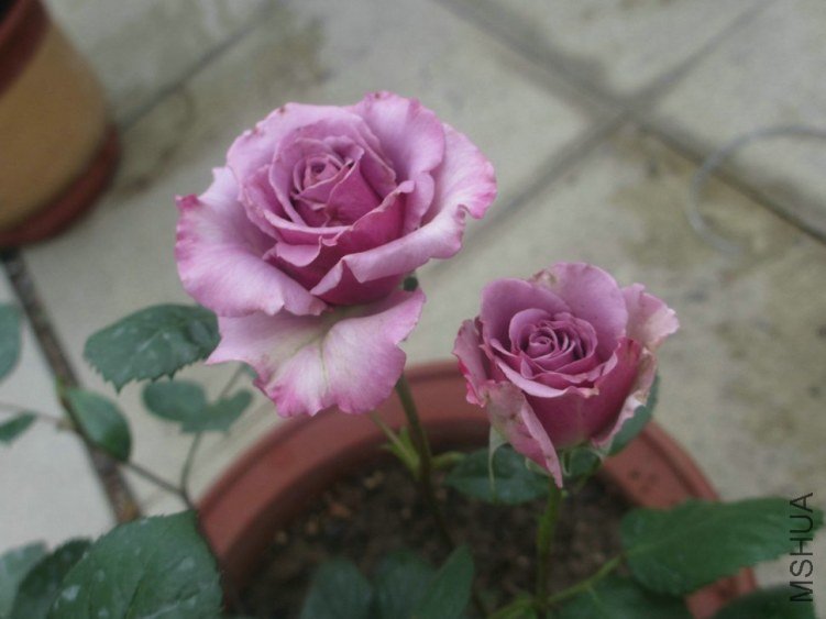 ��Ƭ 047.jpg
