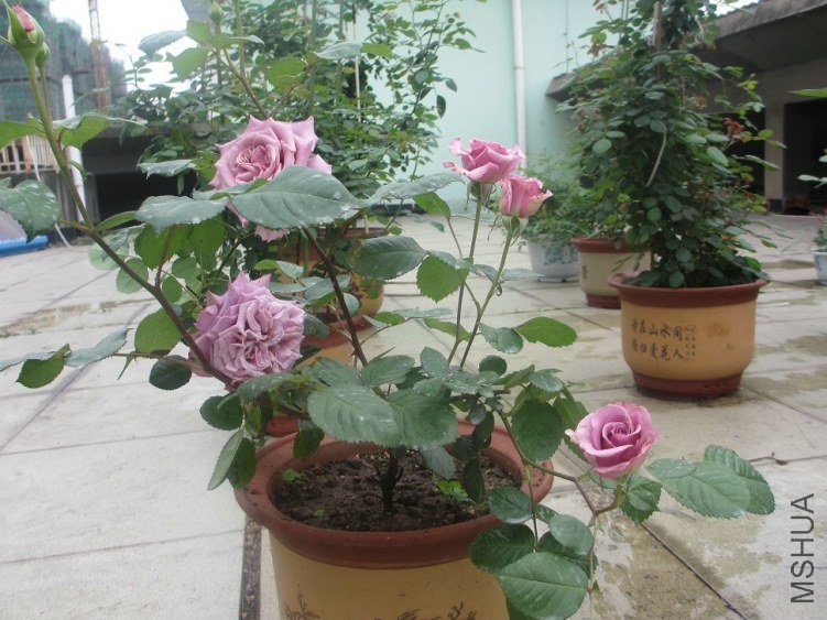 ��Ƭ 046.jpg