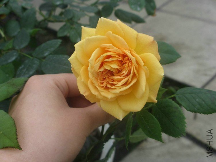 ��Ƭ 045.jpg