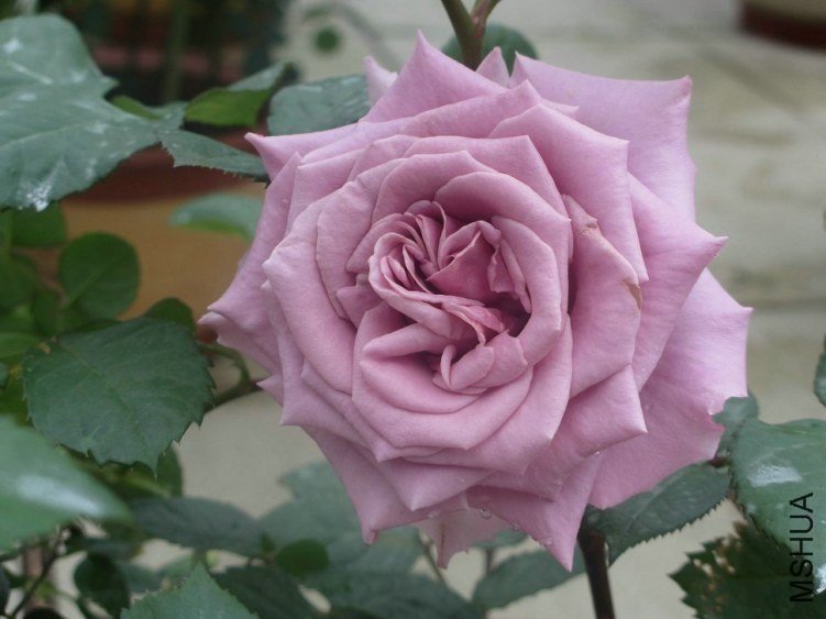 ��Ƭ 048.jpg