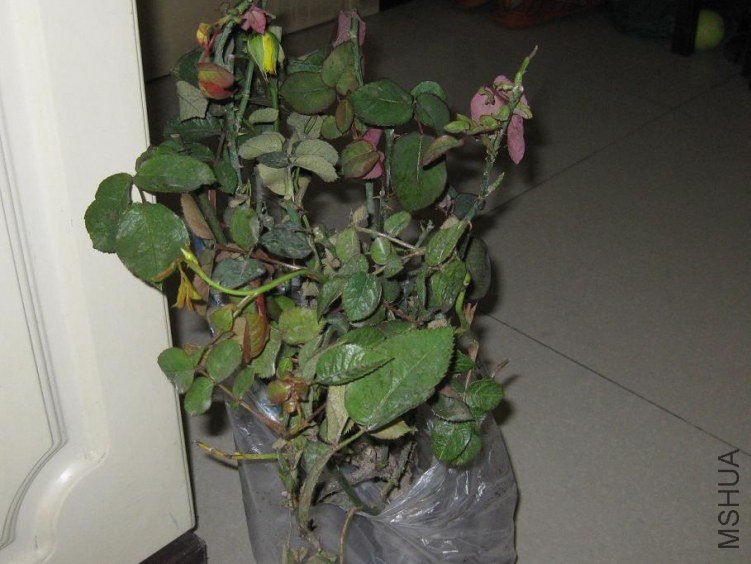 rose01.JPG