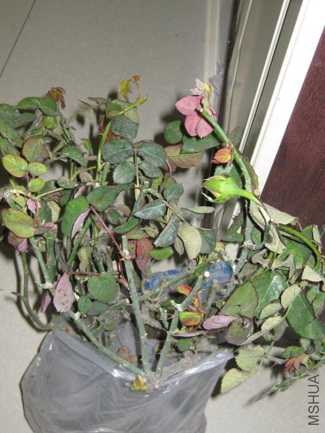 rose02.JPG