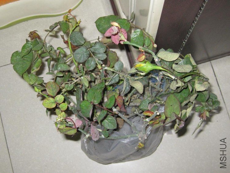 rose03.JPG