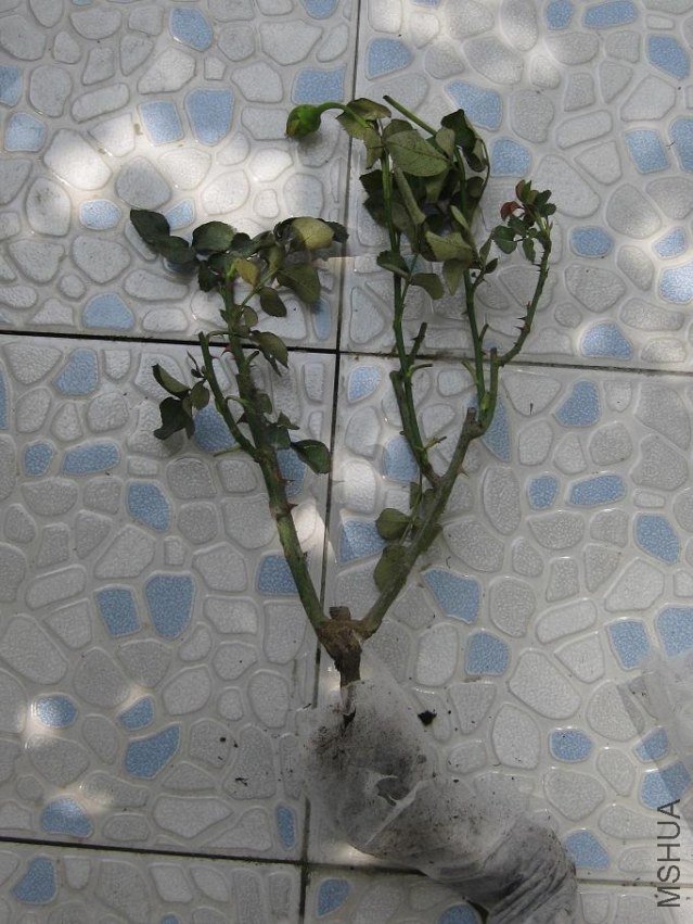 rose04.JPG
