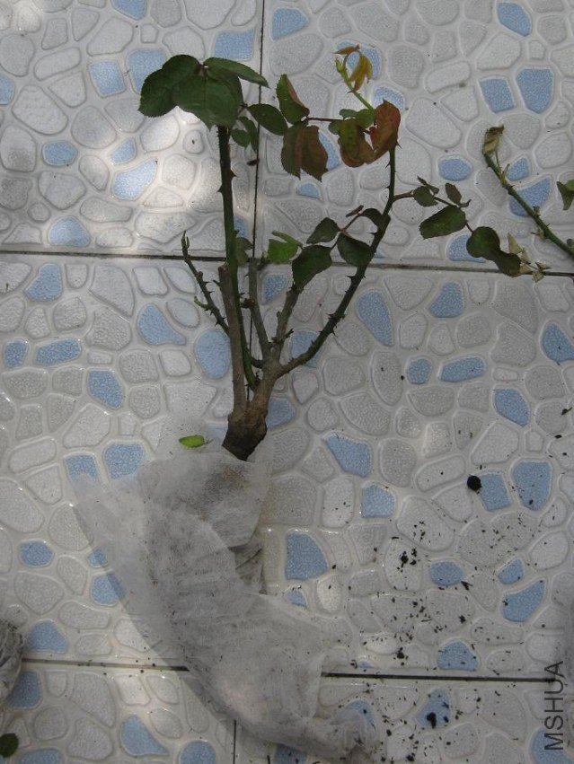 rose05.JPG