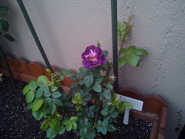 ��ɫ���� ����