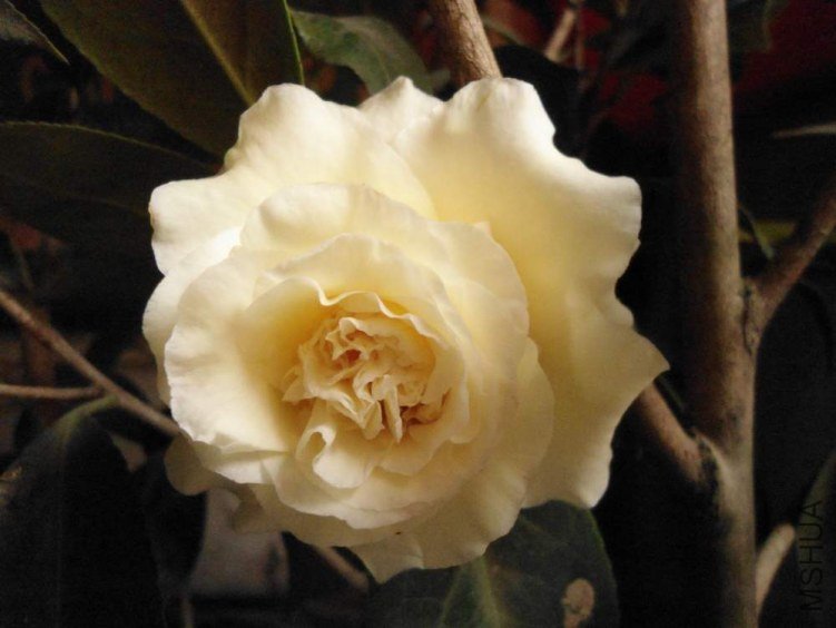 DSC00144.JPG