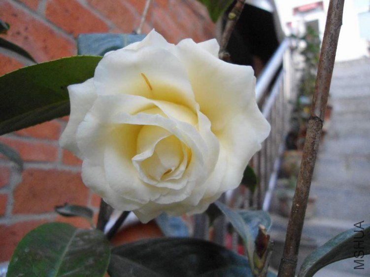 DSC00176.JPG