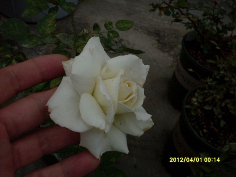 SDC11727_nEO_IMG.jpg
