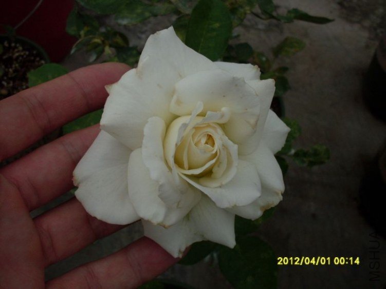 SDC11725_nEO_IMG.jpg