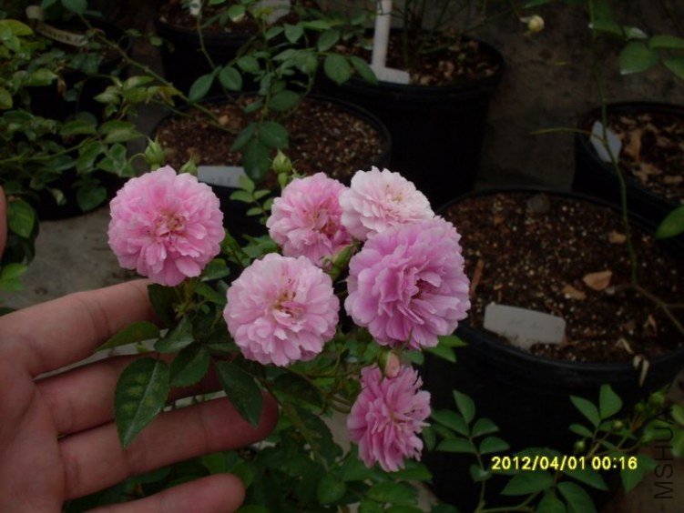 SDC11745_nEO_IMG.jpg